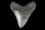 Juvenile Megalodon Tooth - Georgia #75335-1